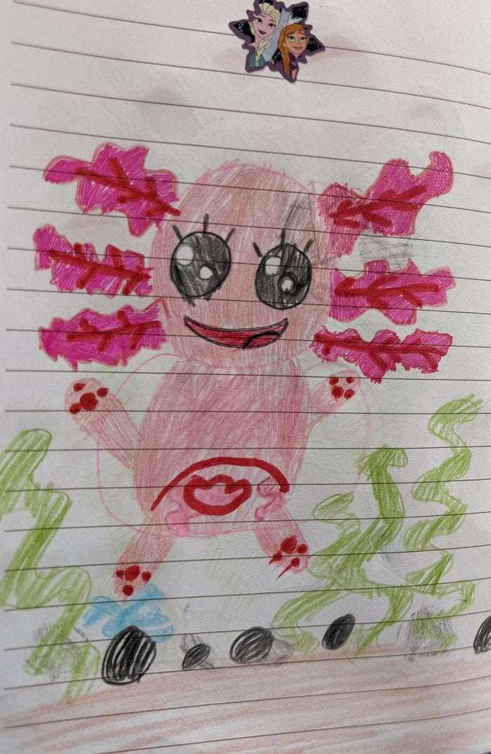 Drawing of a pink axolotl with a big smile among seaweed